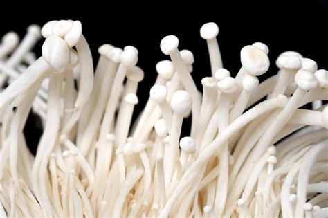 Enoki mushrooms are native to Japan, China, and Korea. Also known as “velvet shank mushrooms,” several different types and colors can be found around the world. In their natural habitat, enoki mushrooms grow on Hackberry tree stumps and dead tree bark. Who knew something so tasty and beneficial could come from dead trees!